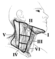 This image shows the various regions of the neck where the l